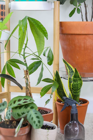 green plant on brown clay pot