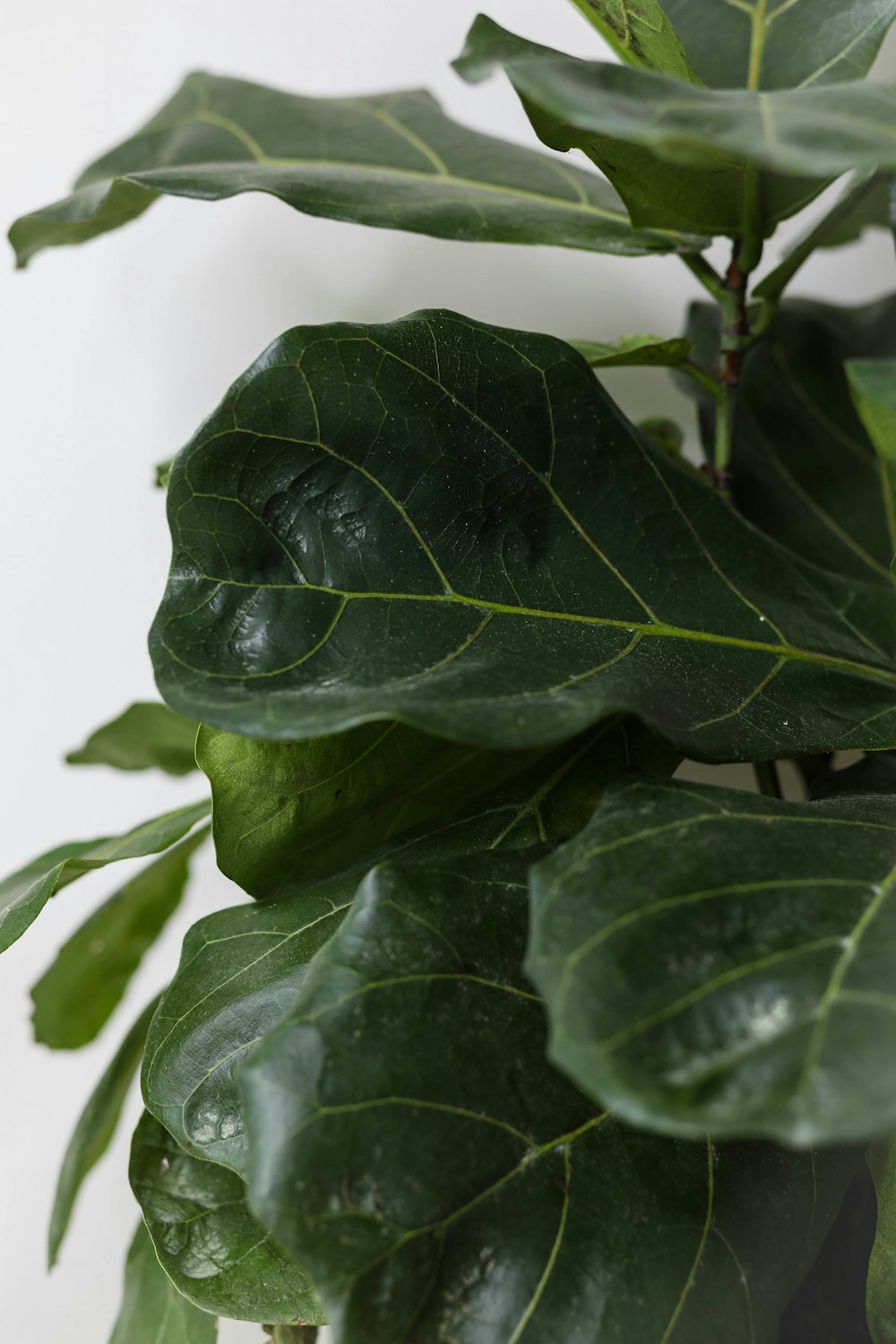 green leaves in close up photography