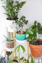 Several potted plants are arranged on a wooden stand near a window. The pots are of varying sizes and designs, including a white pot, a turquoise pot with a scale pattern, a terracotta pot, and a pot with a black and orange geometric design. The plants include leafy greens and a bonsai with a thick trunk.