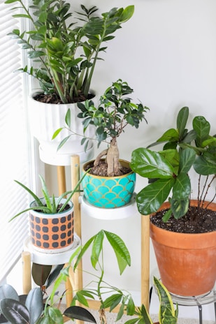 Several potted plants are arranged on a wooden stand near a window. The pots are of varying sizes and designs, including a white pot, a turquoise pot with a scale pattern, a terracotta pot, and a pot with a black and orange geometric design. The plants include leafy greens and a bonsai with a thick trunk.