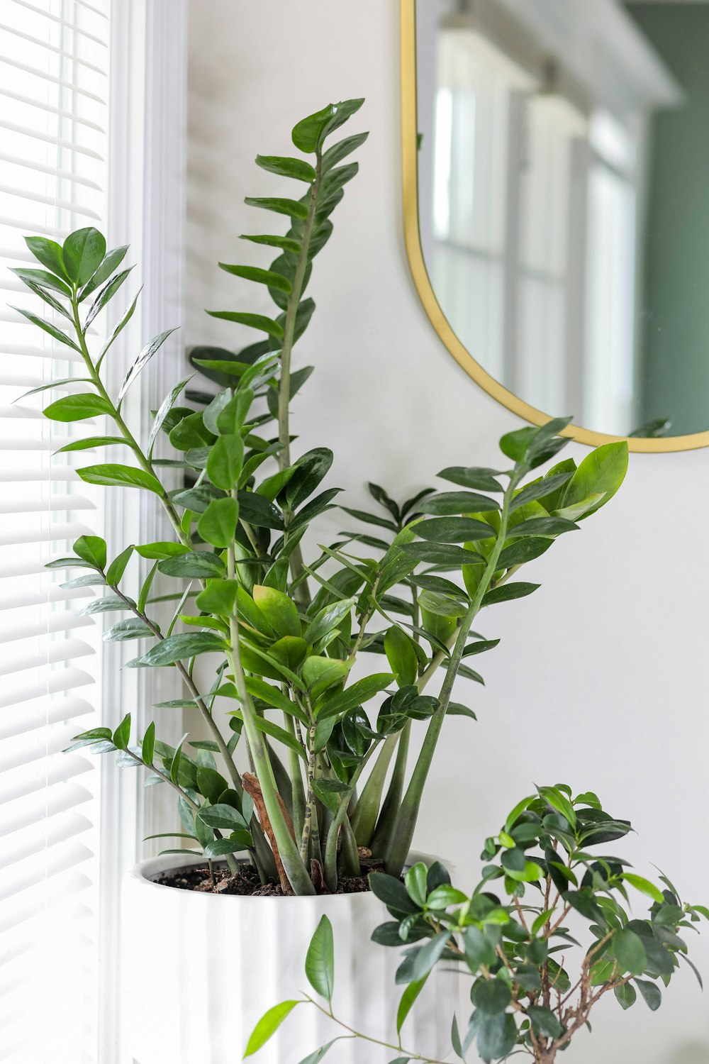 green plant near white window blinds