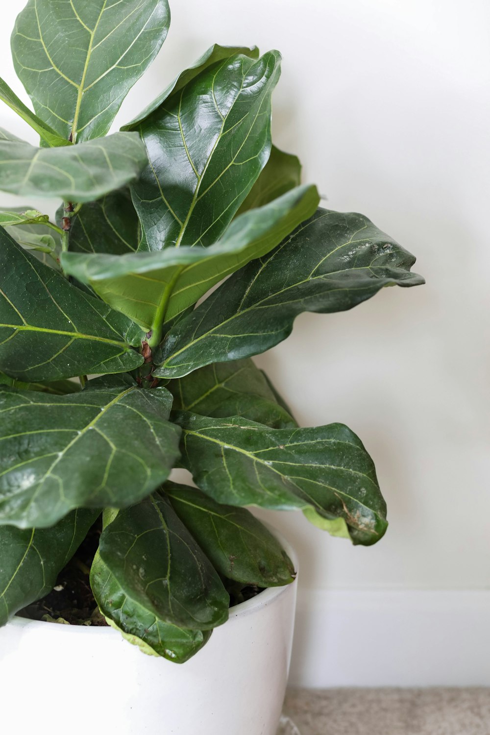 green leaf plant in close up photography