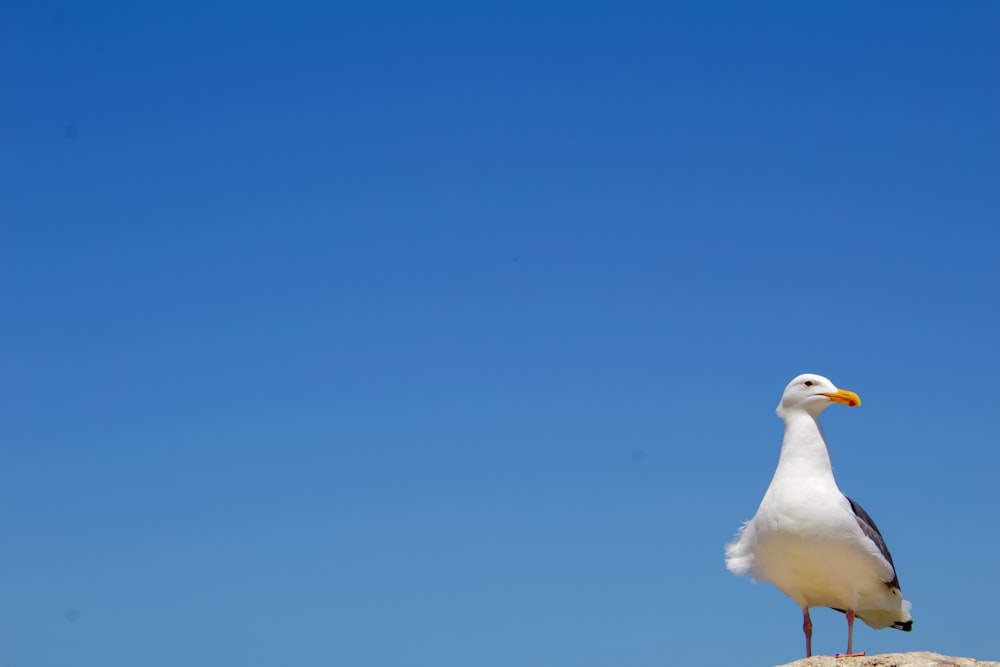 white bird flying under blue sky during daytime