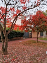 brown tree on green grass field
