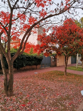 brown tree on green grass field