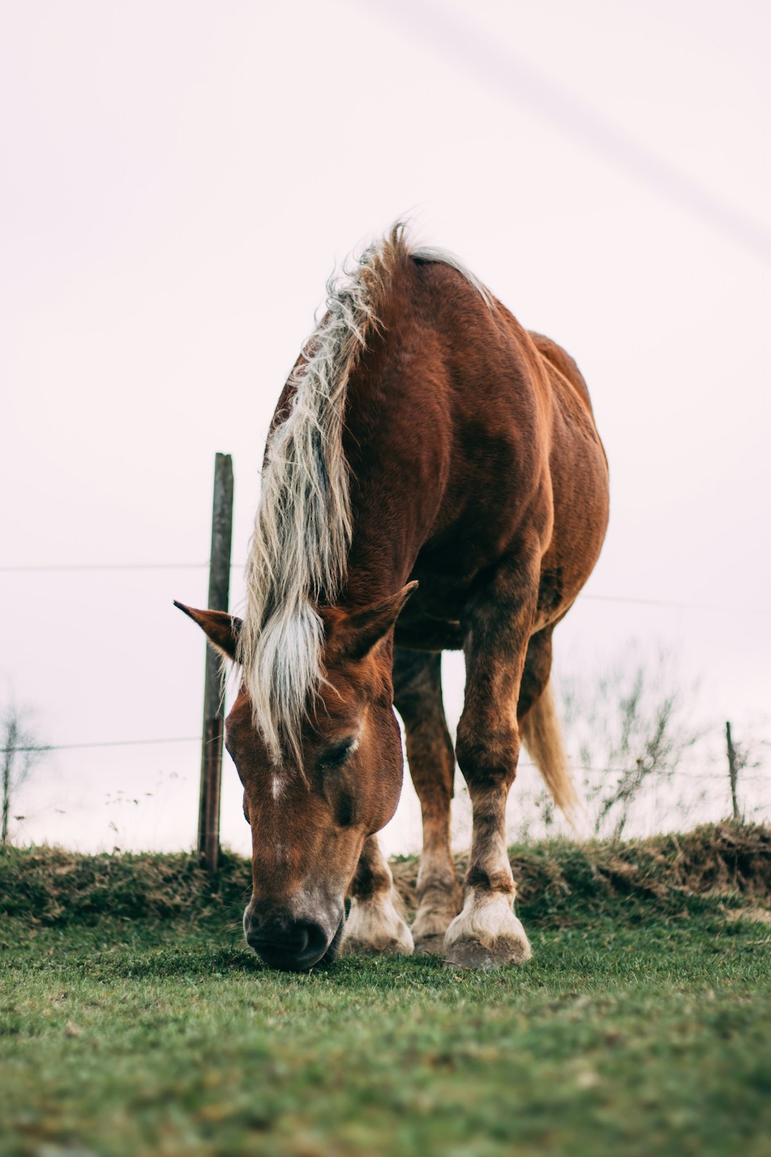 brown and white horse on brown grass field during daytime