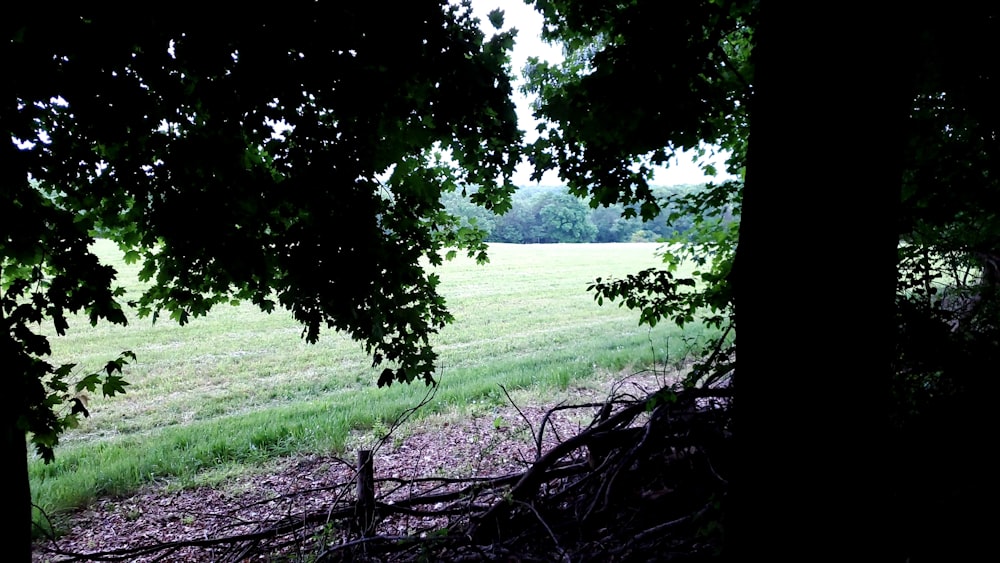 green grass field near green trees during daytime