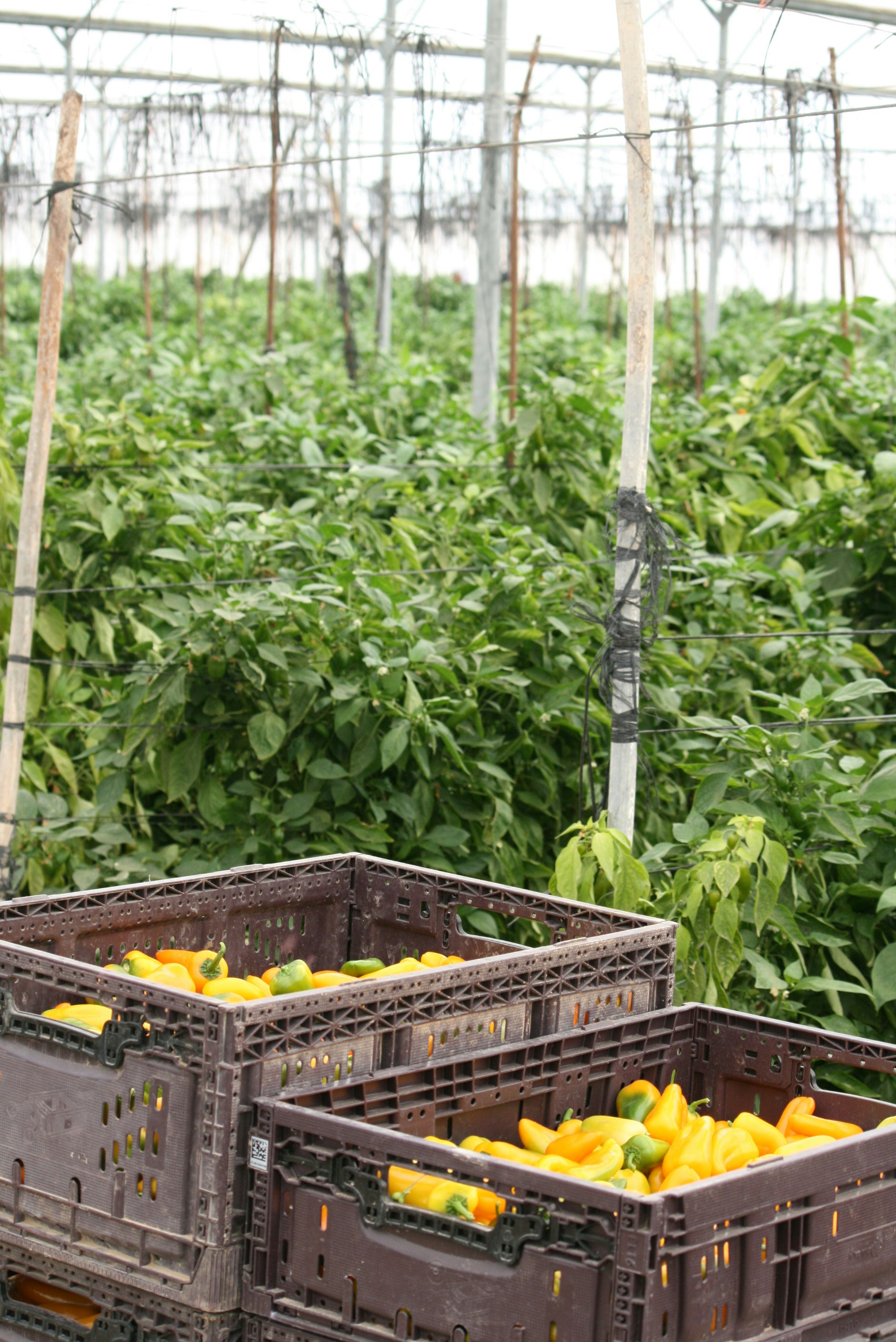 Photo by deadseadaddy