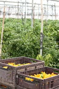 yellow plastic crate with green leaves