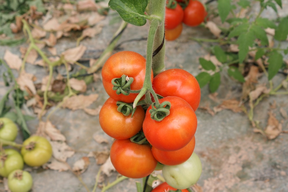 red and yellow tomato fruits