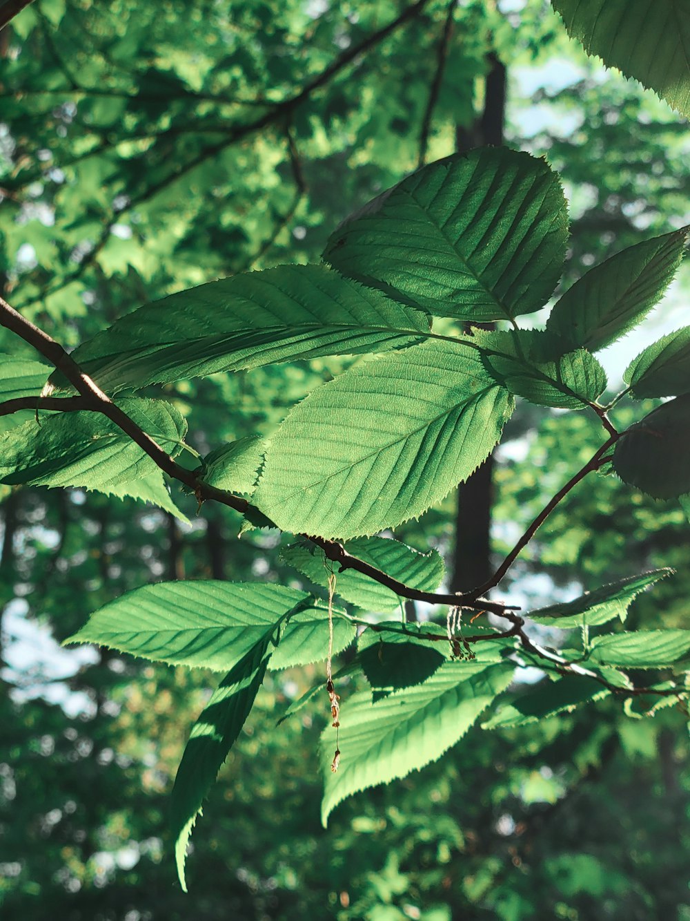 green leaves in tilt shift lens