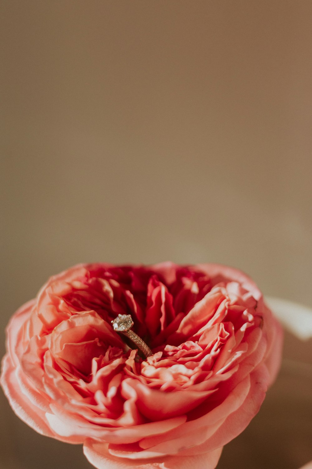 Flor rosa en lente macro