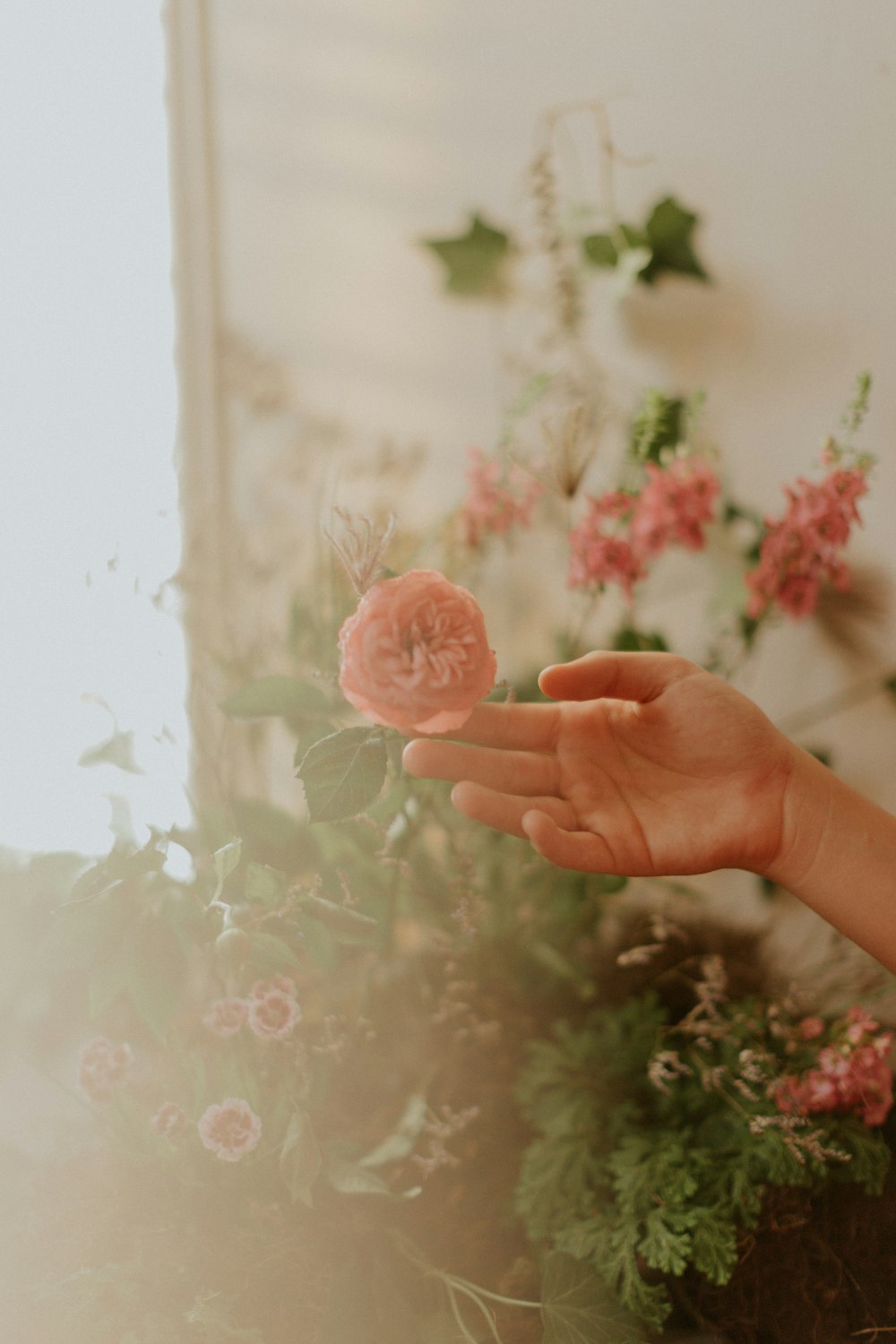 person holding pink rose flower