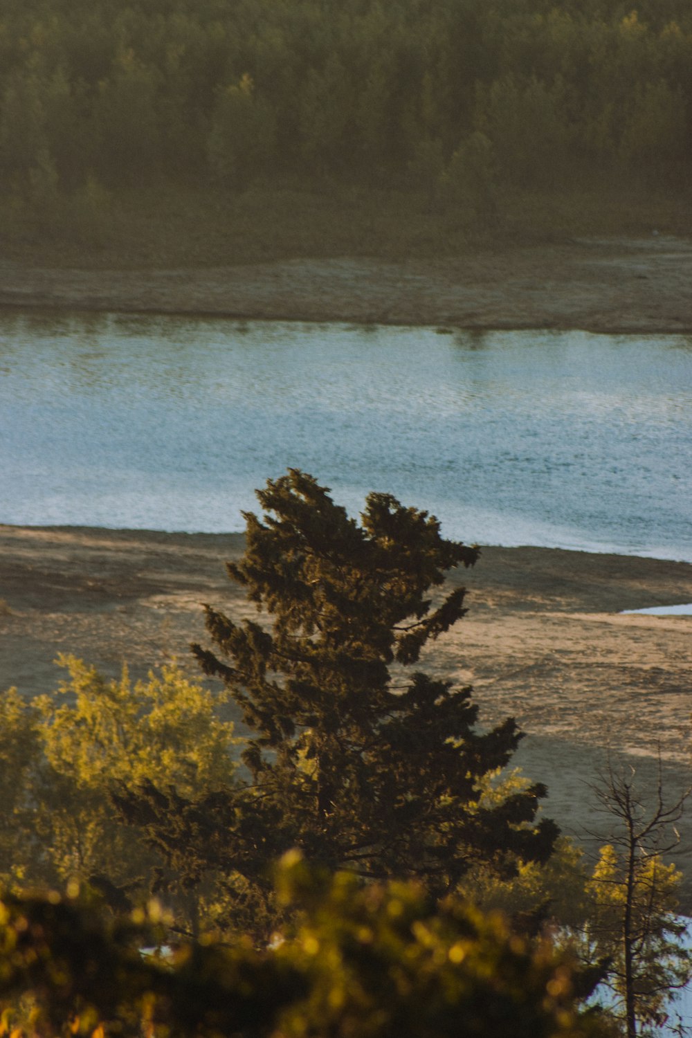 green trees near body of water during daytime