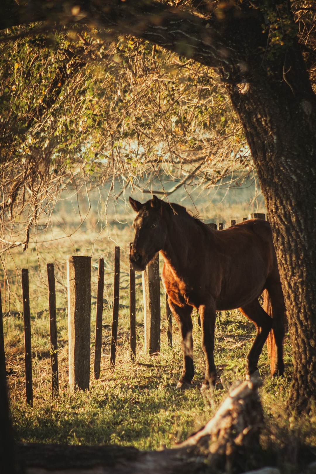 brown horse on brown field during daytime