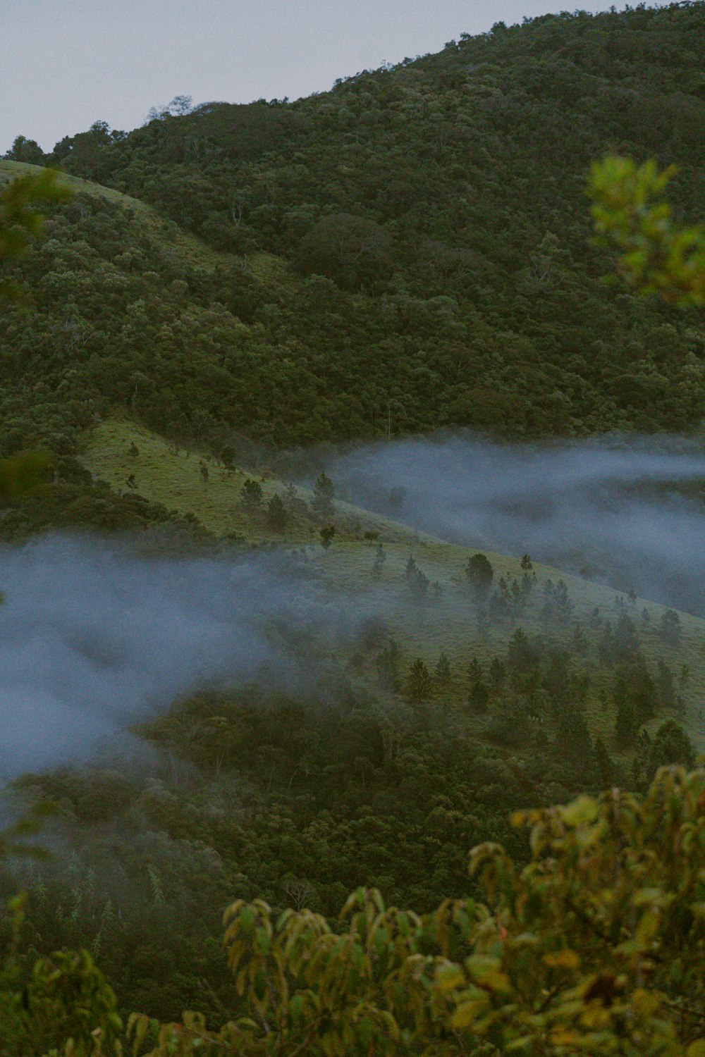 arbres verts près de la rivière pendant la journée