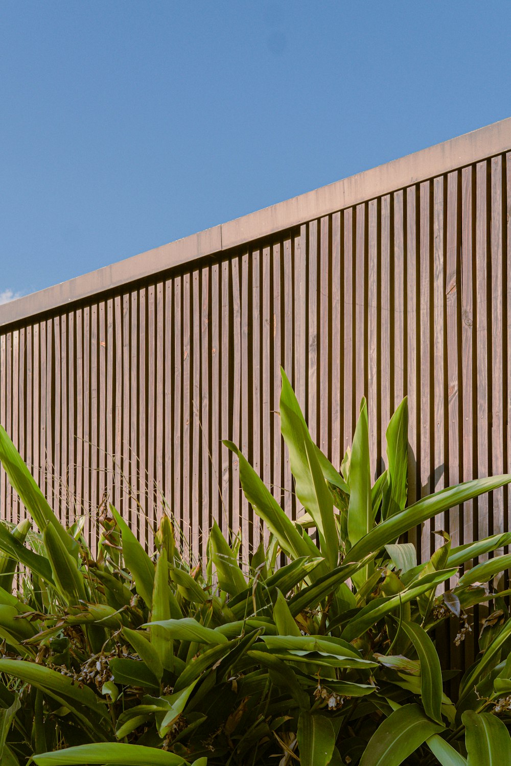 Planta verde al lado de la valla de madera marrón