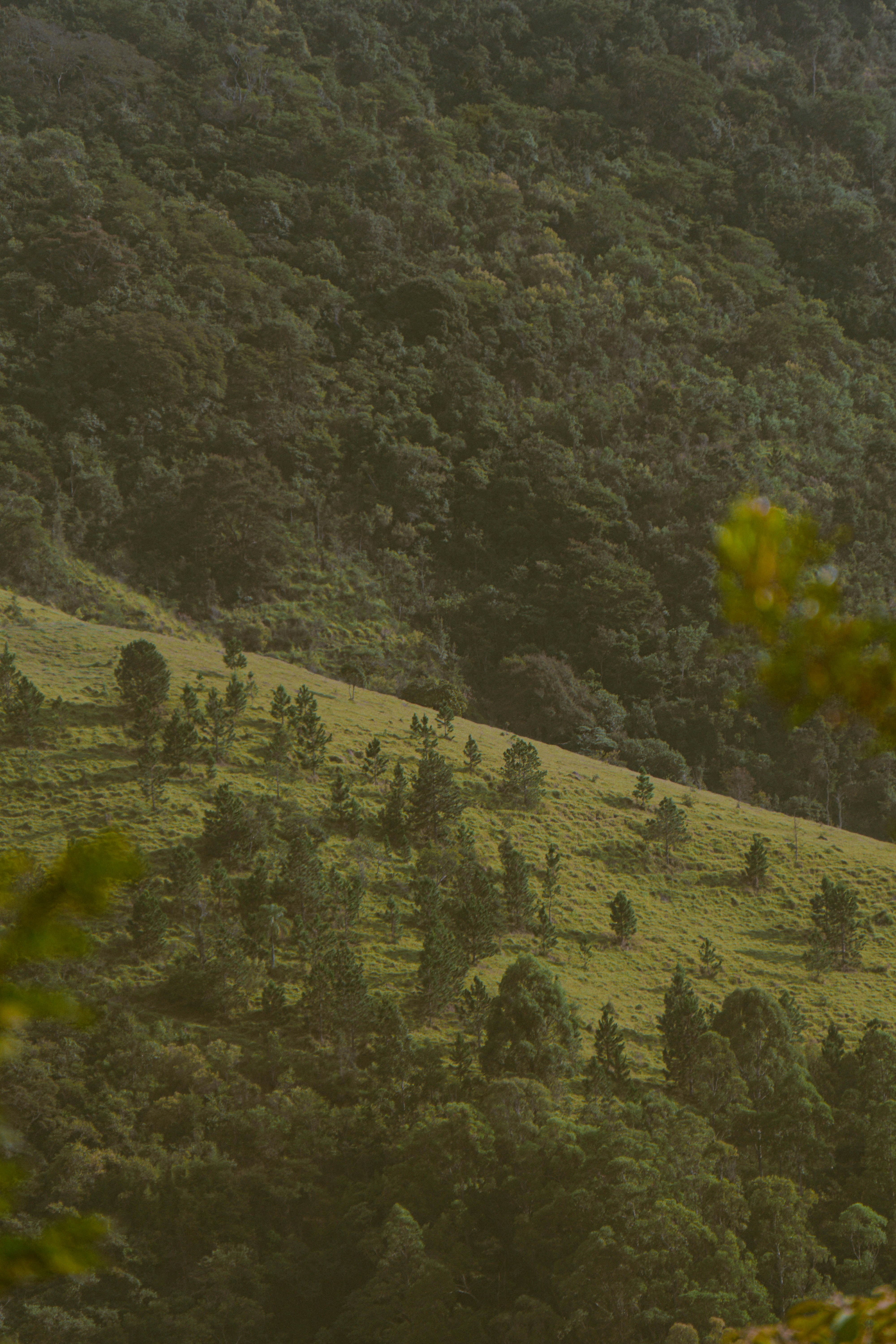 green grass field during daytime
