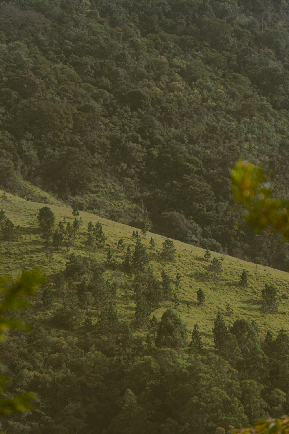 green grass field during daytime