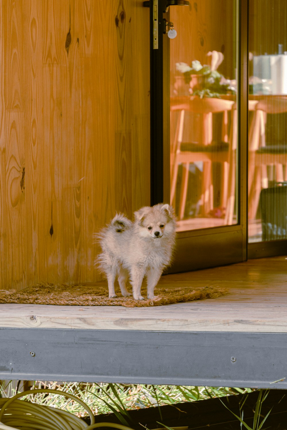 Cachorro de mezcla de pomerania blanco sobre suelo de madera marrón