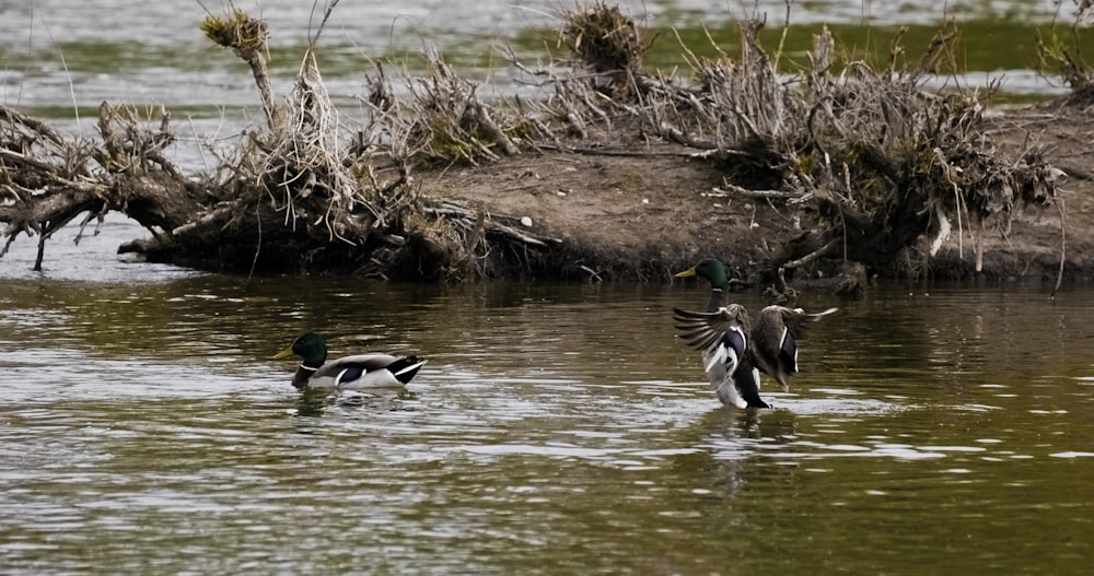 black and white duck on water during daytime