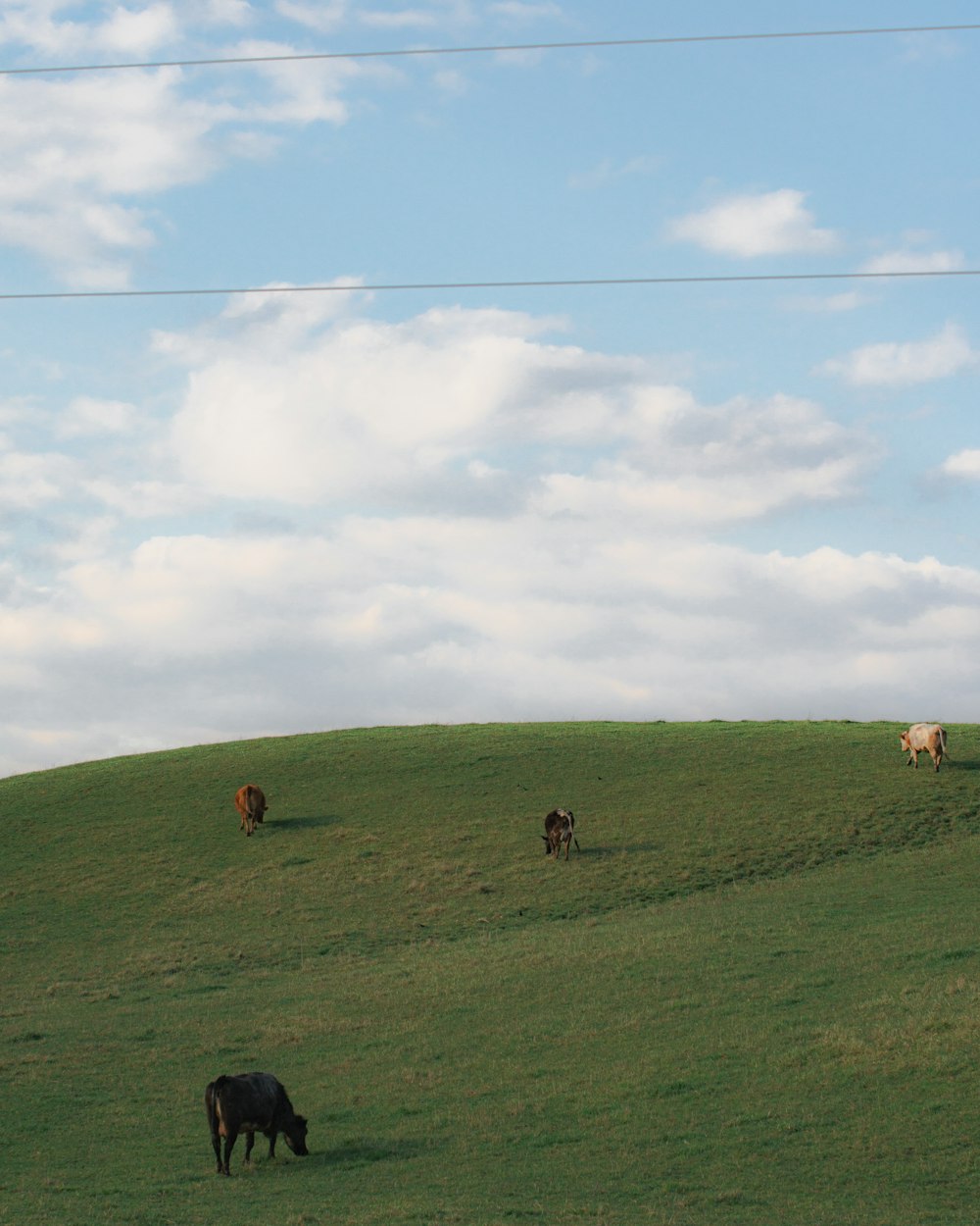 people on green grass field under white clouds during daytime