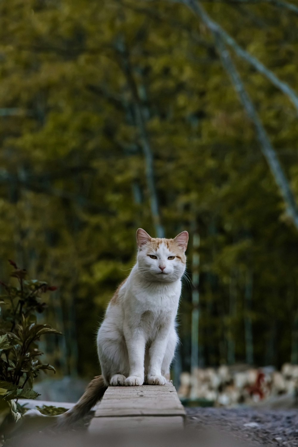 white cat on green grass field