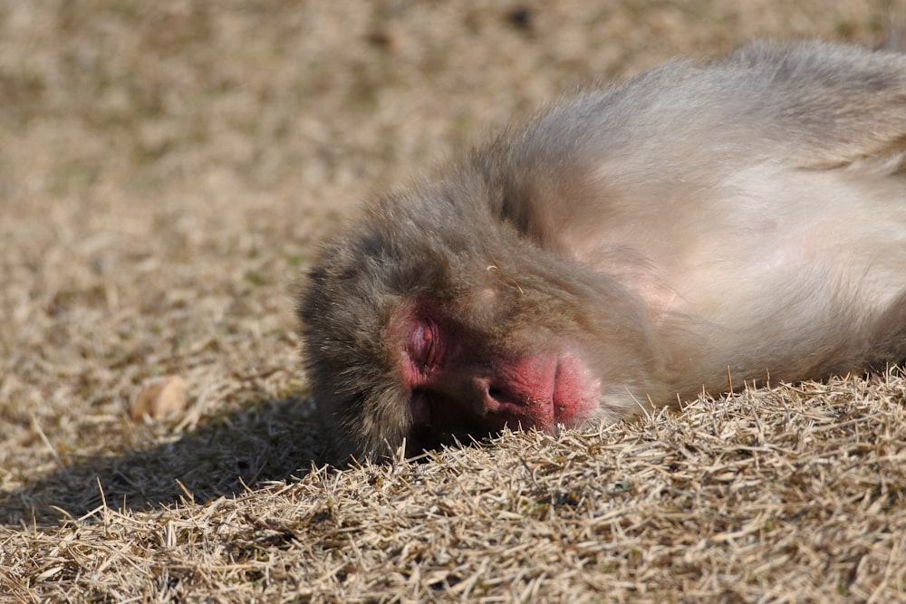 brown and gray monkey on brown and black textile