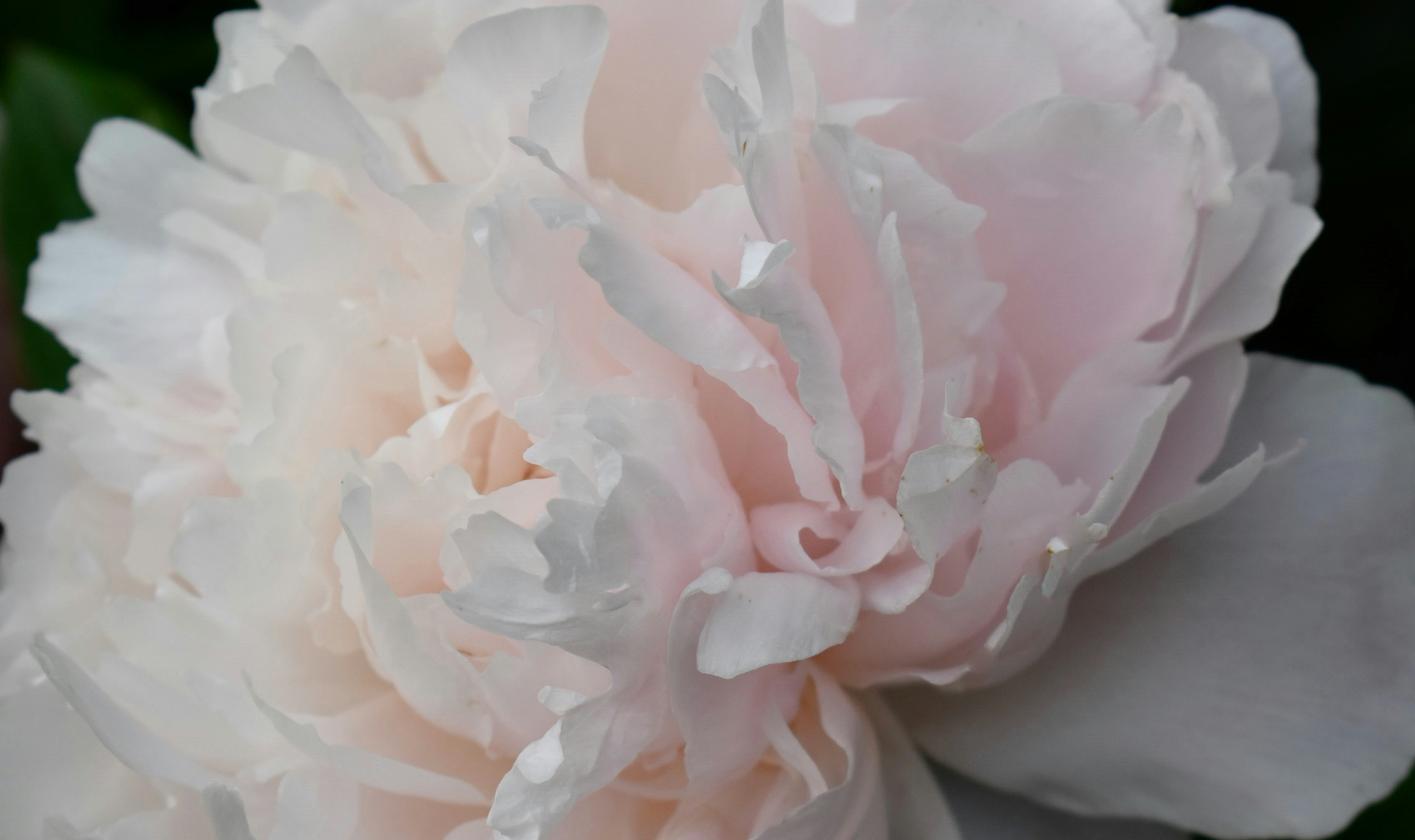 Light pink peony flowers in bloom