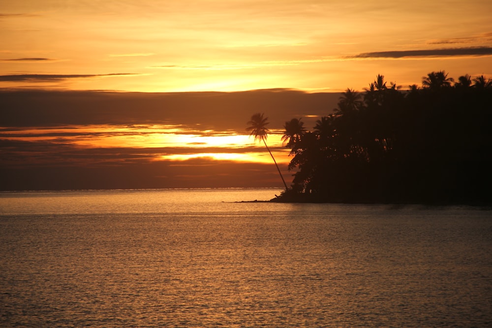 silhouette of palm trees during sunset