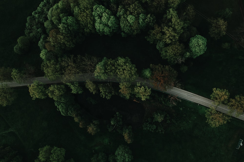 aerial view of green trees