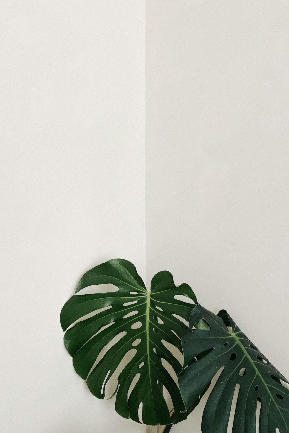 green leaf plant on white surface