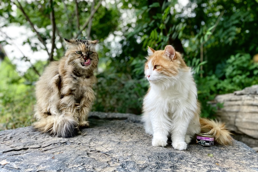 Braune und weiße Katze sitzt auf grauem Betonboden