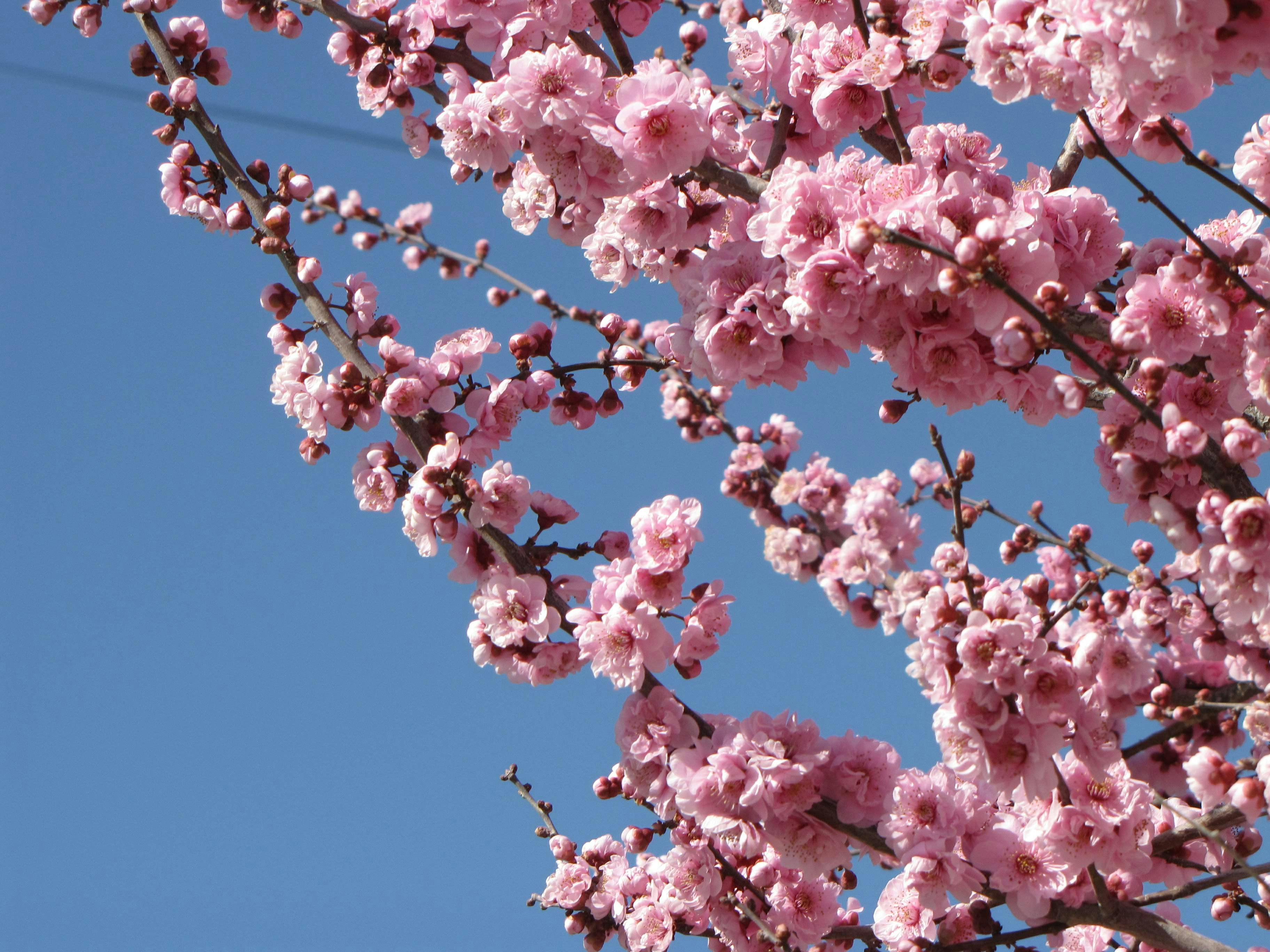 Photo by plastic_photord