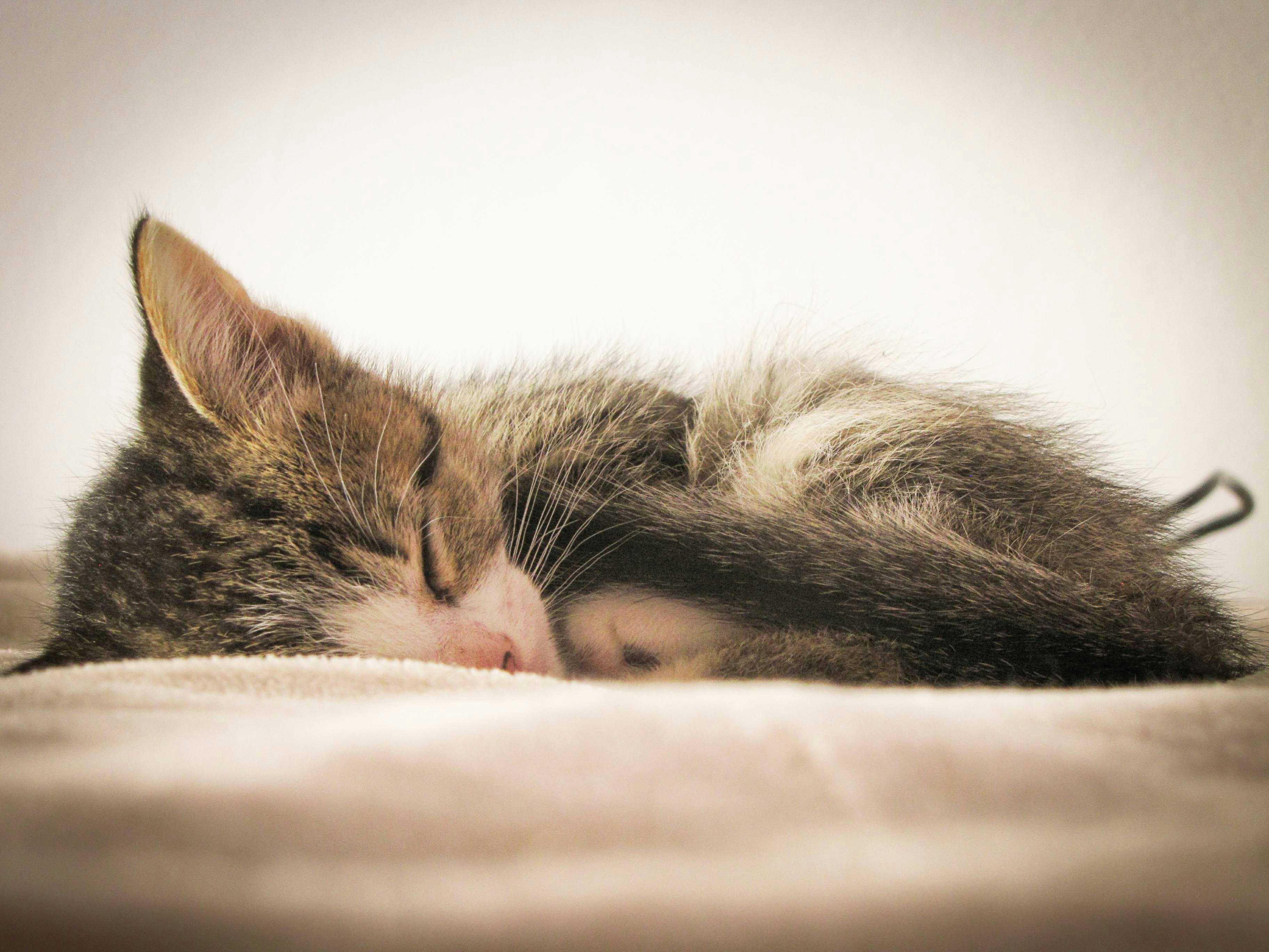 Photo by plastic_photord