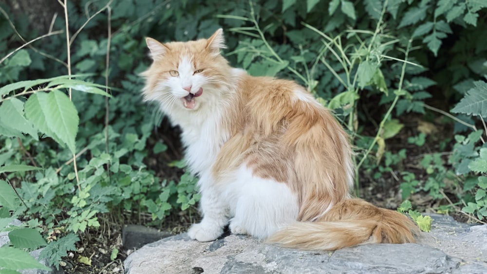 gato laranja e branco na superfície de concreto cinza