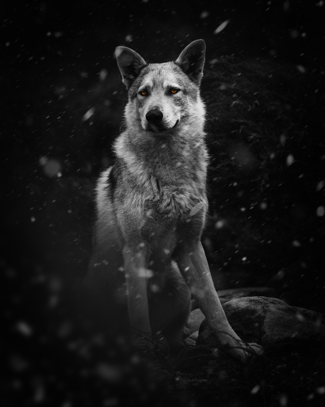  white and black wolf on black and white rock wolf