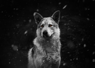 white and black wolf on black and white rock