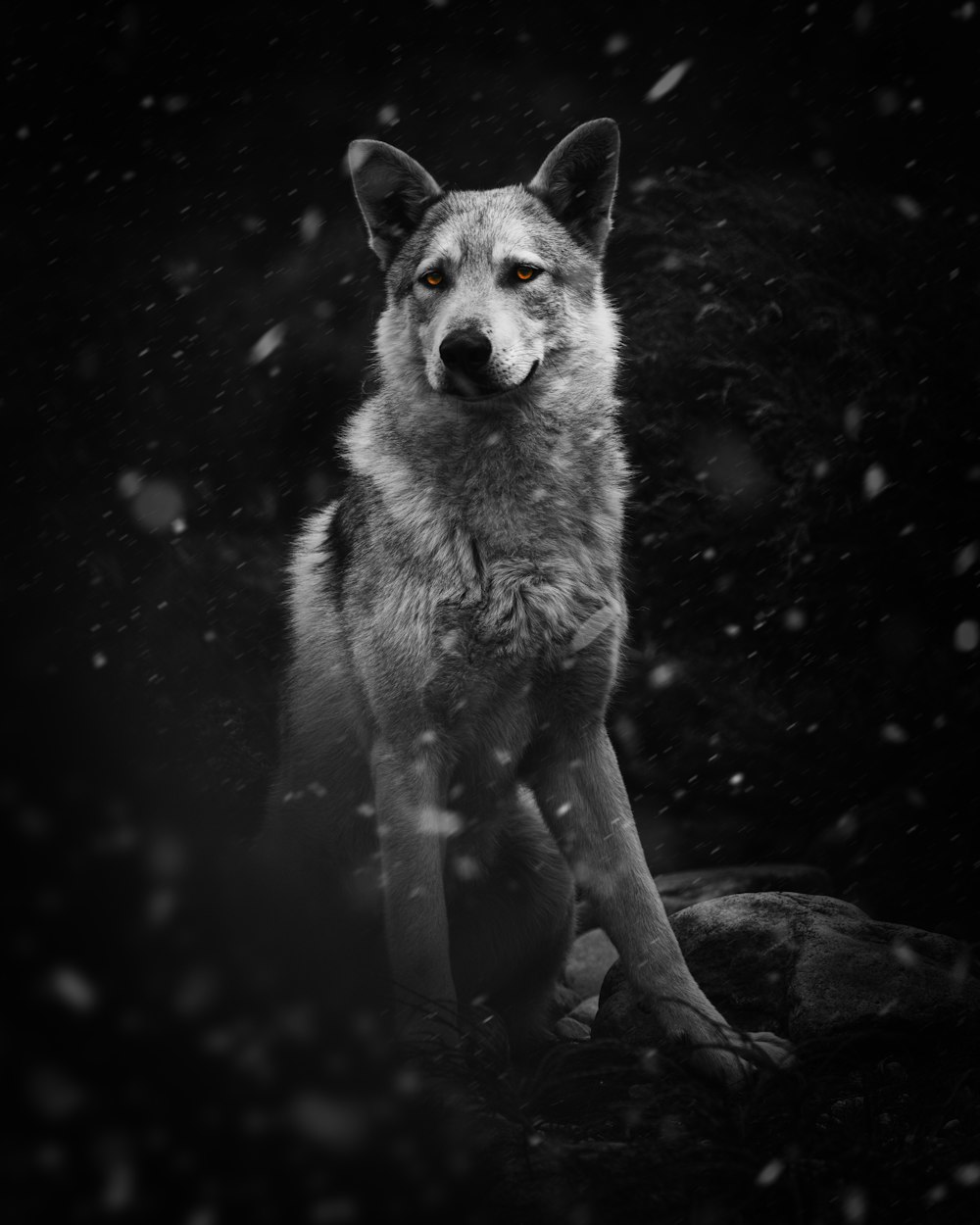 white and black wolf on black and white rock