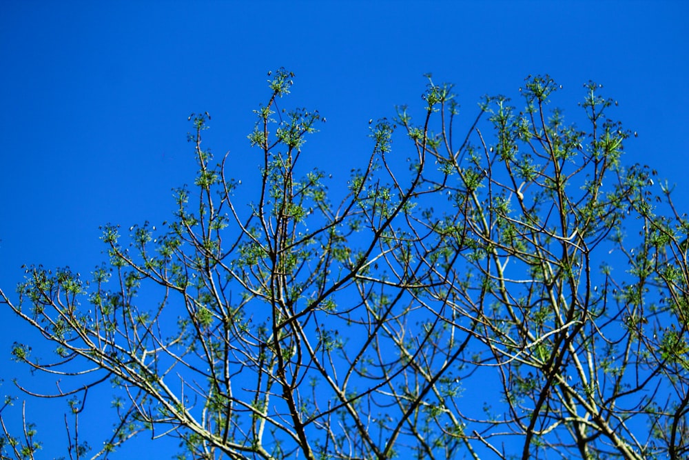 leafless tree under blue sky during daytime