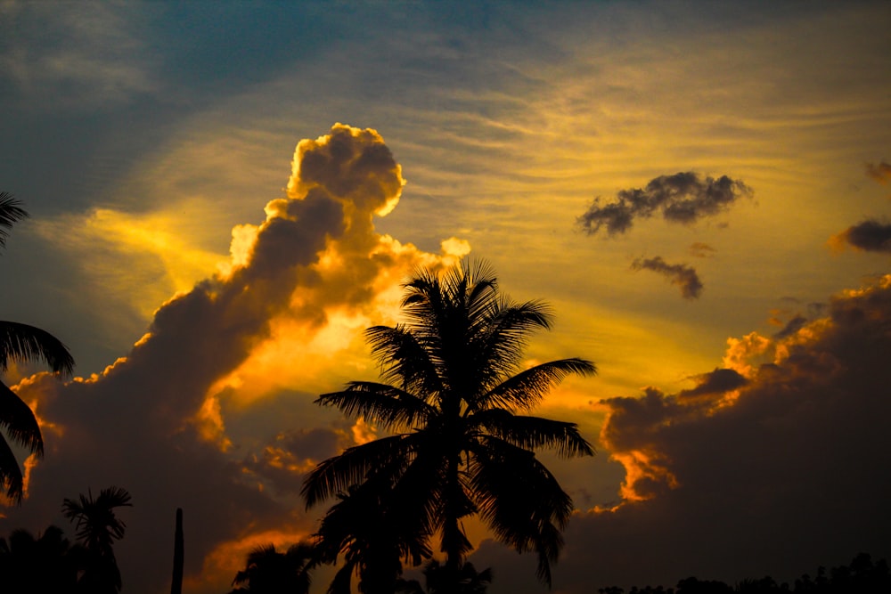 palm tree under cloudy sky during daytime