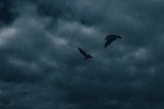 black bird flying under cloudy sky during daytime