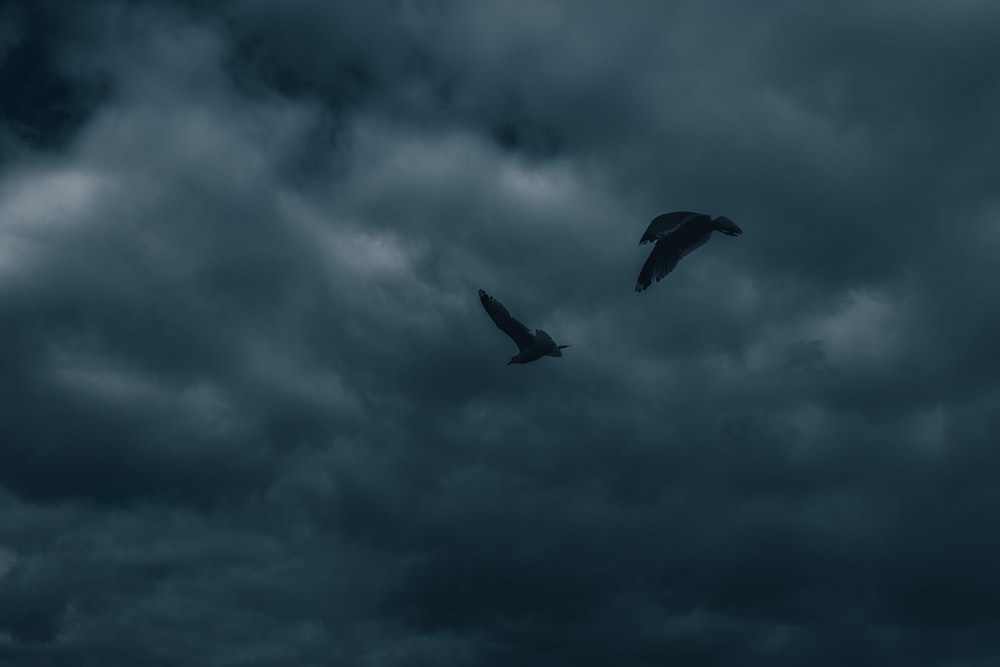 Schwarzer Vogel fliegt tagsüber unter bewölktem Himmel