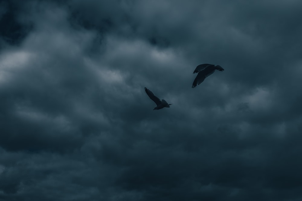 black bird flying under cloudy sky during daytime