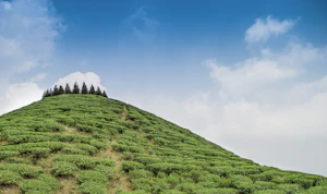 Mirik