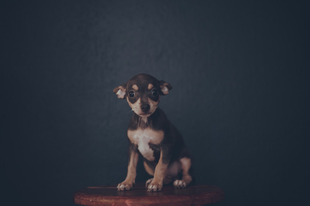 black and brown short coated small dog sitting on brown wooden seat