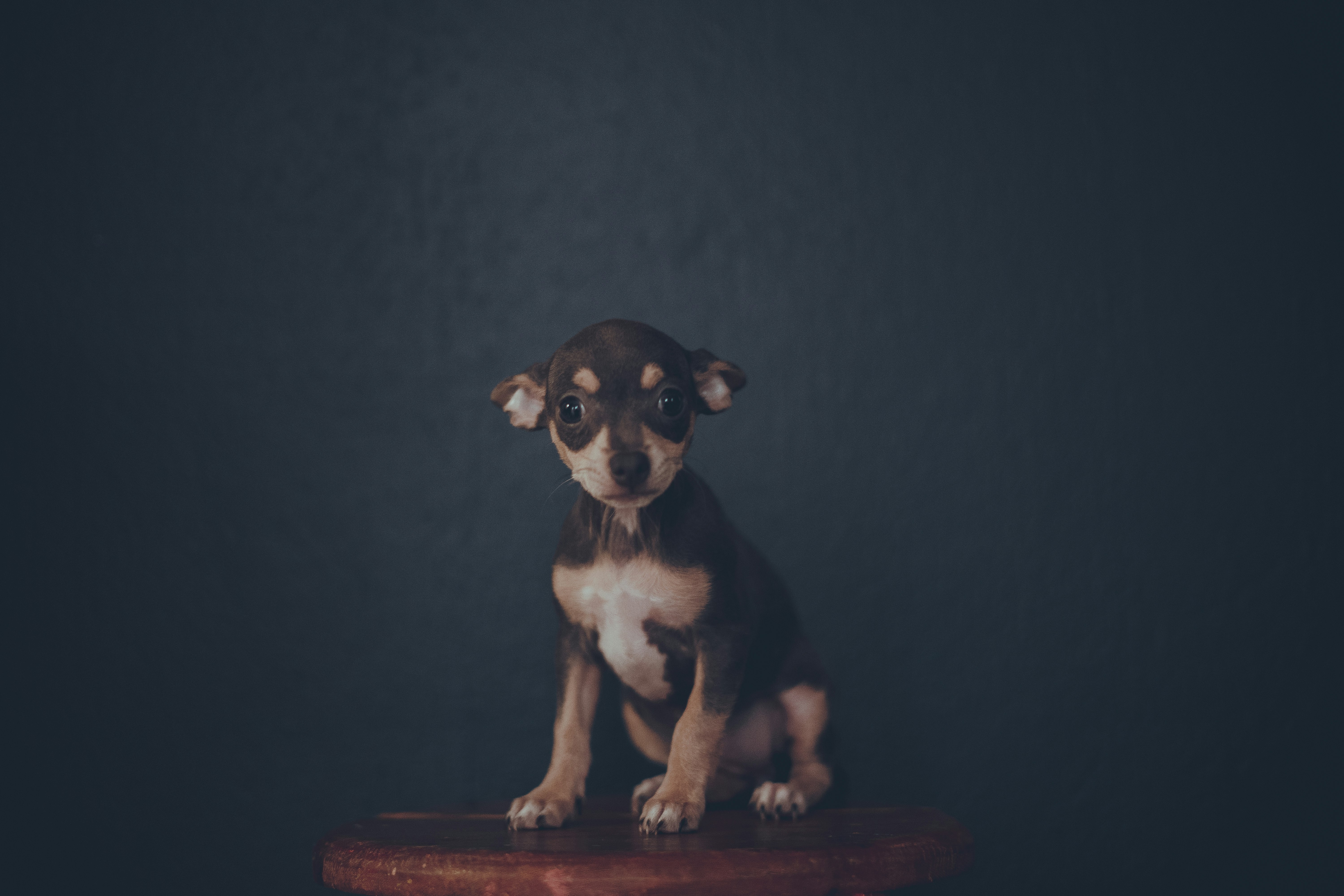 black and brown short coated small dog sitting on brown wooden seat