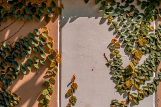 green and brown leaves on white wooden window