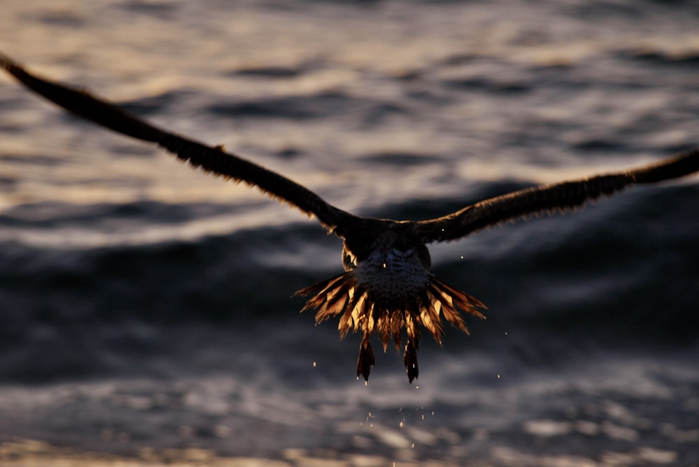 black and brown bird flying