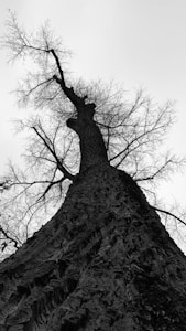 Ancient Oak